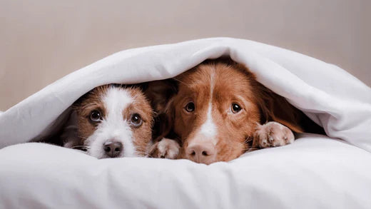 Twee schattige honden knuffelen onder een deken.