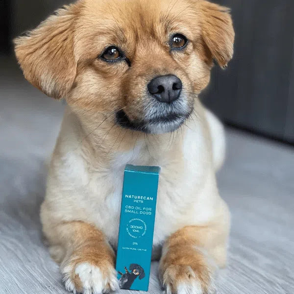 CBD Olie voor Honden